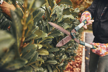 Gardener using pruning shears, taking care of hedge and plants.