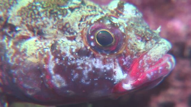 close up filming of a red lip goby underwater