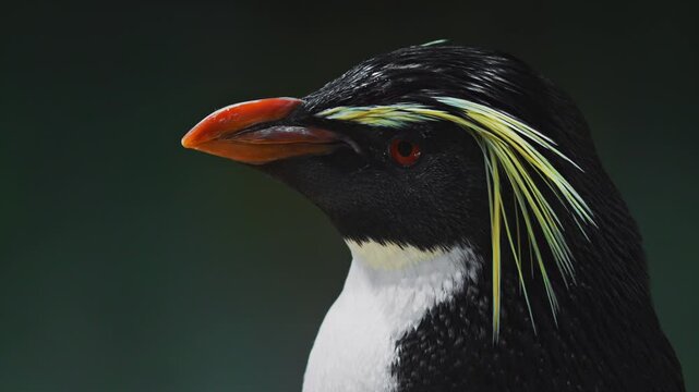 Macaroni Penguin Close Up Head Shot portrait. Amazing beautiful sea polar bird with red beak and yellow feathers. Wild Antarctic animals, wildlife nature. Black white penguin with unusual hair color