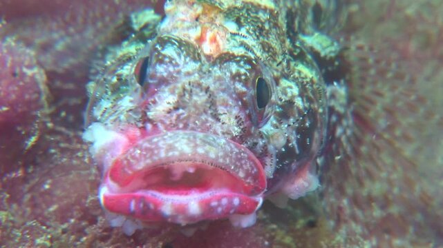 close up filming of a red lip goby underwater