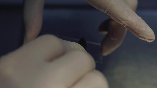 Close-up view of a veterinary surgeon's gloved hands carefully smearing a biological sample onto a glass slide after performing a cytological scraping on a cat for laboratory analysis.