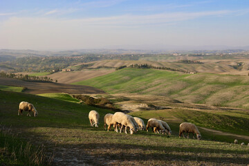 Obraz premium Sheep Grazing in Autumn Evening near Asciano, Tuscany, Italy
