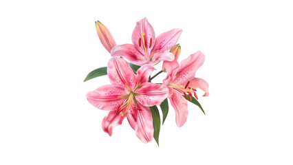 Pink lily flowers with green leaves watercolor bouquet