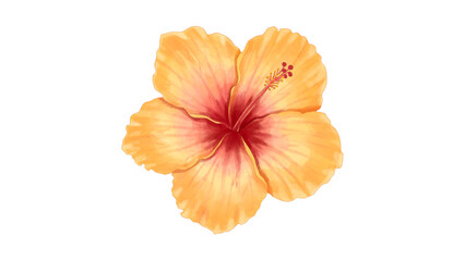 Orange hibiscus flower watercolor tropical illustration © Adi