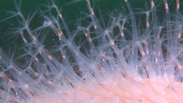 sea pen underwater Pennatulacea sea pen Veretillum cynomorium 