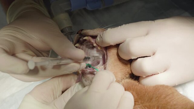 Veterinary dentist's hands injecting a dental nerve block with a syringe into the mouth of a sedated cat before surgery. The animal is intubated and prepared for the oral procedure.