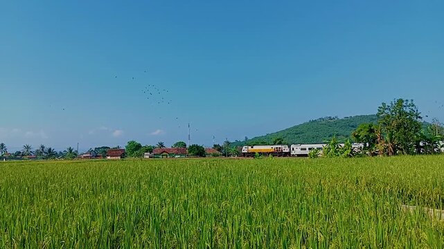 Passenger train from Kereta Api Indonesia moving across lush green rice fields in rural countryside under a bright blue sky, with birds flying above the landscape. 