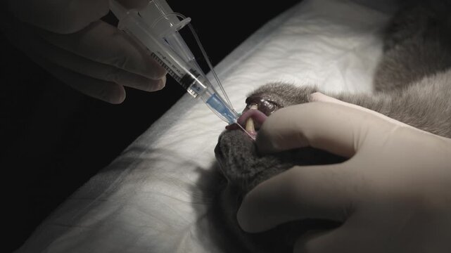 Professional veterinarian performing a root canal nerve block on a gray cat with a syringe, preparing the sedated animal for a necessary dental tooth extraction procedure in a veterinary clinic.