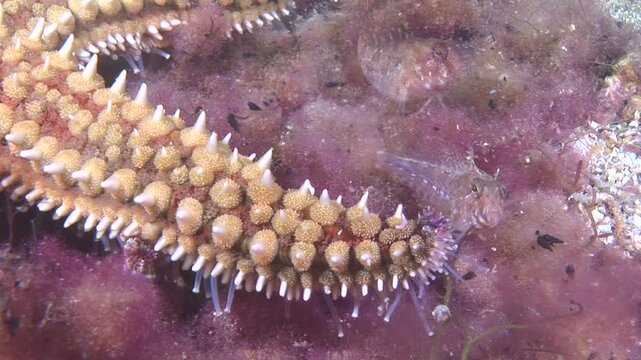 starfish close up walking star fish underwater