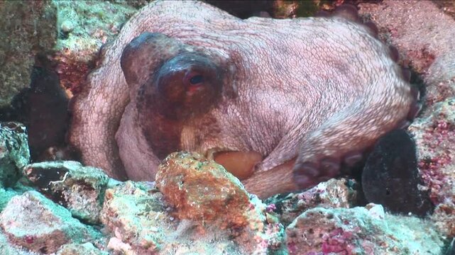 octopus underwater hide and change shape and color