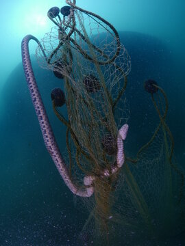 ghost hunting fishing net underwater cought a snake 