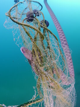 ghost hunting fishing net underwater cought a snake 