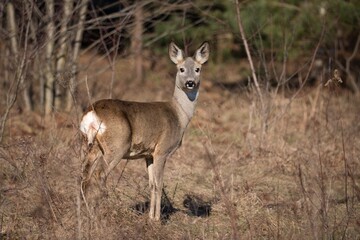 roe deer in the forest © Robert