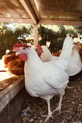 Adult white Leghorn hen standing in a rustic organic farm coop © Karen Images