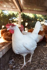 Adult white Leghorn hen standing in a rustic organic farm coop © Karen Images