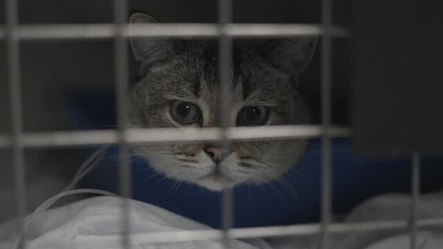 Sad and frightened tabby cat with big blue eyes looking through the bars of a cage while receiving treatment at a veterinary clinic, awaiting medical attention or post-operative recovery.