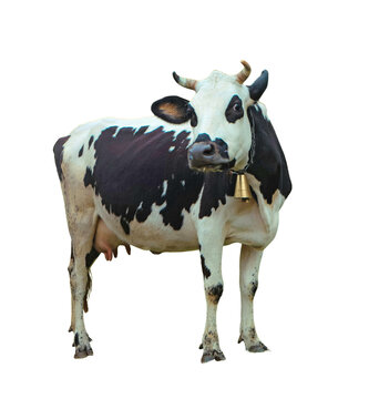 Black and white cow with bell standing isolated on transparent background, traditional farm livestock animal full body cutout for agriculture design and dairy themes.
