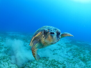 Obraz premium turtle underwater looks at camera close up ocean scenery caretta caretta sea turtle