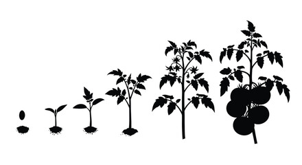 Tomato plant growth stages depicted in a dark striking silhouette © Taylor