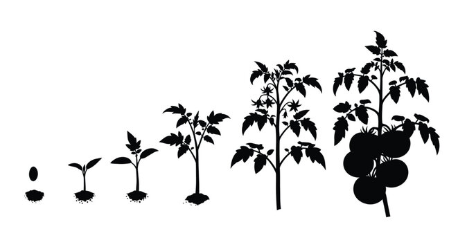 Tomato plant growth stages depicted in a dark striking silhouette