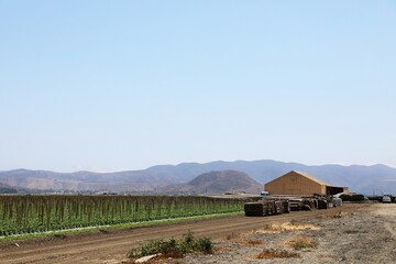 Agricultural landscape with cultivated fields stretching across a wide rural valley. Long rows of crops supported by wooden stakes extend into the distance beside a dirt road.