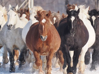 十勝牧場の馬追い運動　2026年