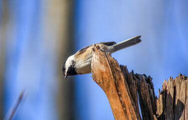 Black-capped chickadee looking down from broken tree stump © Claudia