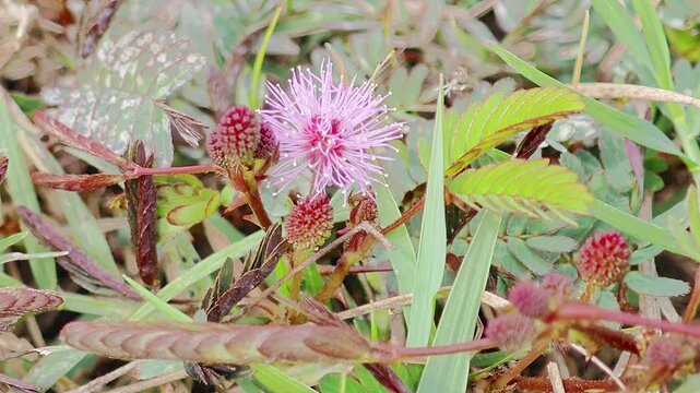 Close-up of Mimosa pudica folding its leaves after vibration.