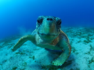 turtle underwater looks at camera close up ocean scenery caretta caretta sea turtle