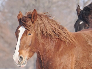 Obraz premium 十勝牧場の馬追い運動 2026年