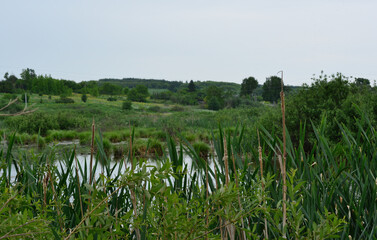 Obraz premium Serene Summer Wetland with Tall Reeds and Pond copy space
