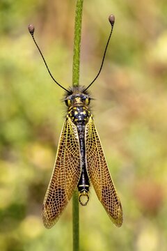Close-up of a Libelloides ictericus owlfly resting in La Garrotxa, Catalonia, Spain.