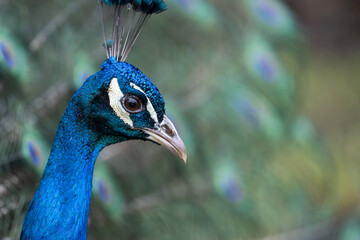 Pfau Profilbild © StG Stockfoto
