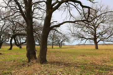 Bare oak trees stand in a grassy field under a pale sky during winter
