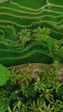 Lush Green Rice Terraces in Bali, Indonesia with Traditional Subak Irrigation System