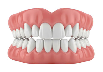 Fototapeta premium Anatomical illustration of a human upper and lower dental arch with teeth isolated on transparent background,png,PNG