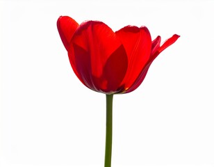 Striking Red Tulip Blossom with Translucent Petals on White Background