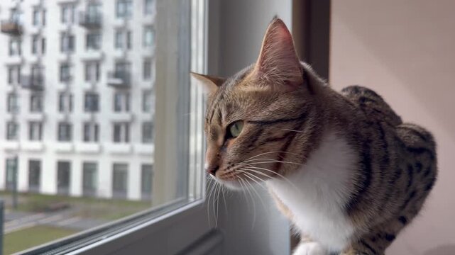 Tabby cat with unique fur patterns looks outside through a window, showing interest in the surroundings of a contemporary apartment interior