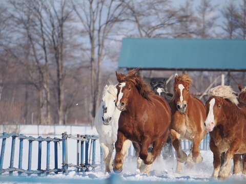 十勝牧場の馬追い運動　2026年