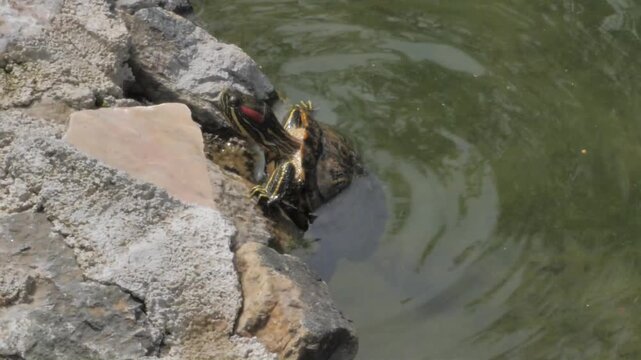 terrapin turtle trying to climb having sun bath next to pond tortoise