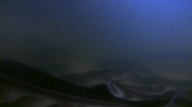 A top-down view of several large sturgeon swimming together in a circular blue aquaculture tank at a commercial breeding farm.