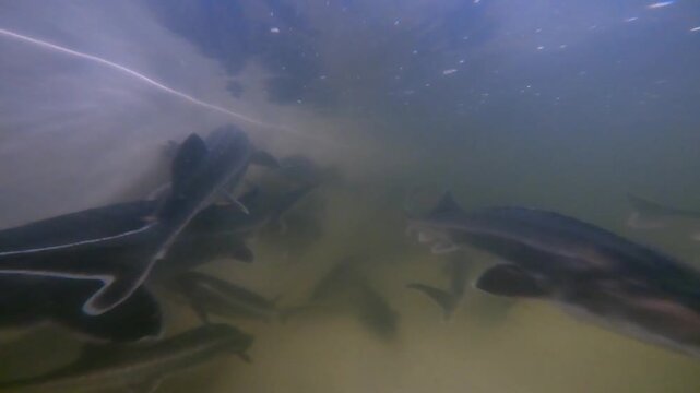 A top-down view of several large sturgeon swimming together in a circular blue aquaculture tank at a commercial breeding farm.