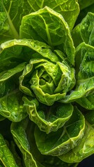 Fototapeta premium Macro Shot of Fresh Green Brussels Sprouts with Water Droplets