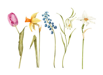 A set of watercolor spring flowers on a white background. Botanical illustration for decorative design, hand-painted.