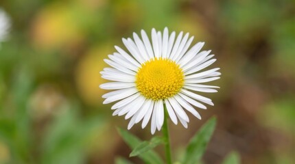 Obraz premium Closeup of single white daisy flower.