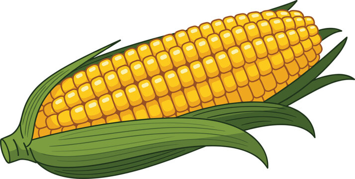 Fresh corn cob with green husk and golden kernels farm vegetable isolated agricultural food vector illustration