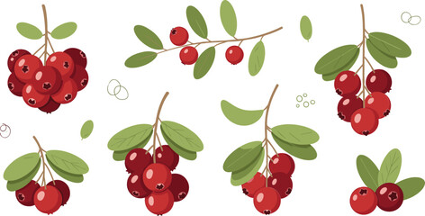 Lingonberry Branch Clipart Set with Red Wild Berries, Leaves and Forest Berry Clusters for Organic Food, Nature and Botanical Design © Sanjida