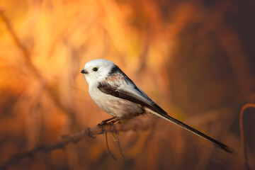 Bird Long-tailed tit Aegithalos caudatus perched on tree Poland Europe bird in warm light © Marcin Perkowski