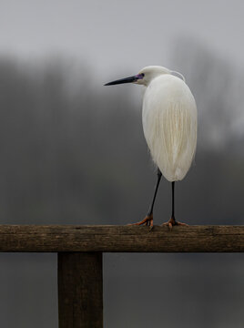 Gar&ccedil;a branca pequena, Egretta garzetta, na Pateira de Fermentelos