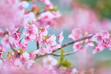 Blue skies and the Kawazu cherry blossoms in full bloom